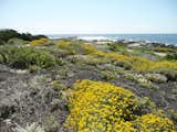 Pacific Grove Dune Restoration by John Wandke.  Photo 7 of 11 in Rana Creek: The Design Firm Bringing Architecture to Life