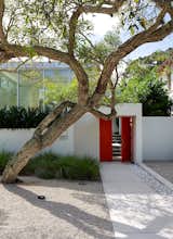Outdoor, Front Yard, Trees, Hardscapes, and Walkways Benjamin Moore’s Tomato Red provides “punctuation” to the exterior. “That was the cheapest way to have that hot spark of color,” Pirman explains.  Search “recipe-tomato-pork-chop-rigatoni.html” from This Sparkling New Home Is a Perfect Remake of Classic Sarasota School Modernism