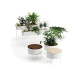 Thin legs, thick foliage, and an entirely Swedish take on the indoor planter: Stick a cover on top and this prime place for greens becomes a sweet spot for rear ends. Click here for more information on these Green Pedestals.  Photo 3 of 6 in Plant Life by Ivane Soyombo