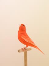 To complete The Incomplete Dictionary of Show Birds series, British photographer Luke Stephenson had to enter the close-knit world of dedicated bird breeders. The subject matters' beauty, in all of its variations and colors, gracefully perch against a simple backdrop.  Seen here: Red Canary #1. Via Luke Stephenson. (Pin)