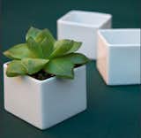 You Can Put Them in a Square-Originally intended as sake cups, these button-size and budget-priced white planters are ideal containers for smaller succulents and epiphytes (that’s botanist-speak for “air plant”).