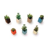 For anyone renting or just the trepid trend follower, these colorful cubes would allow you to introduce some easy, low maintenance, and non-permanent vertical greens into your home.