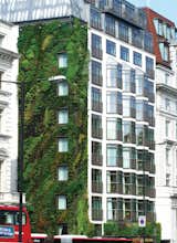London's Athenaeum Hotel near Hyde Park features a side living wall designed by well, you guessed it, Patrick Blanc. (Pin).