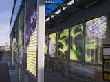Vitex flora adds a fanciful lavender shade to this urban Mesita bus shelter. Introduced October 2014, Leaves of Wind is a series of twenty public art installations incorporated into transit shelters on El Paso’s Mesa corridor of the new Brio Rapid Transit System.