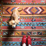 "New rug from Morocco, Iggy approves."