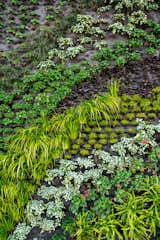 Plants were selected for their ability to emulate healthy plant communities and promote the ecological health of the surrounding area.  Photo 1 of 2 in A Green Wall in Silicon Valley