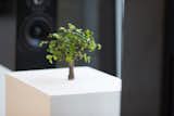 Martin Roth explored the effect of noise on plant life via the bonsai seen here and an arrangement of sound from wildlife in a network of aquariums. Martin Roth, Untitled (Bonsai), 2013. Courtesy of the artist and The Red Bull Music Academy.