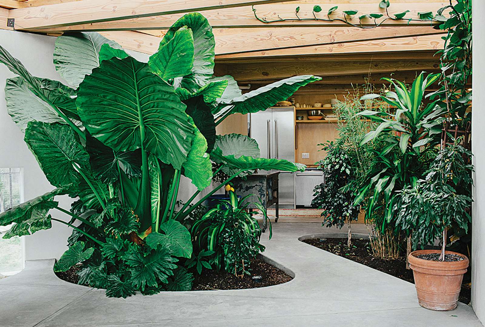 This Home is Complete with an Indoor Jungle Dwell