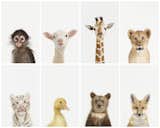 Photographer Sharon Montrose established her Animal Print Shop after the 20x200 model—affordable, high-quality art prints in a variety of sizes. Her Little Darlings series of baby animals is cute, but not sickly sweet. (Animal Print Shop, $25 for 8.5"x11" print to $3,500 for a 40"x50" print.) Photos: Sharon Montrose.