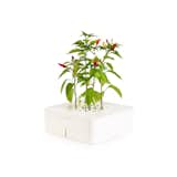 Starter Kit by Click and Grow, $80 

You can now grow basil and chilies, even if you’ve failed with a cactus. Install four AA batteries, fill the tub to the water line, and place the plant where it can get some daily sunshine. The system dispenses water automatically.