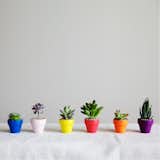 Party prep with a batch of bright potted succulents and cacti. Buy a pack of 25, 50, or 100. From $300.