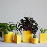 The Hyde Collection comes in six color ways and are meant to fill up a windowsill with light-loving plants. $175.