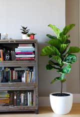 For most, city living means getting anything to your apartment over ten pounds is an annoyance at most and impossible at best. But, a charming Fiddle Leaf Fig Tree at your doorstep is a breeze. $250.