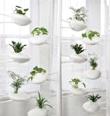 Danielle Trofe DesignThe Live Screen is an indoor planter system that uses self-sustaining, hydroponic technology.