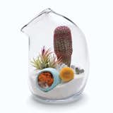 Black thumbs, don't despair: Minimal watering and indirect sunlight will best allow terrariums—such as this one containing multihued succulent, cactus, and tillandsia—to flourish!