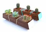 Portland, Oregon's Revolution Design churns out these petite succulent planters. Made from walnut, they're available with blue or white accents.