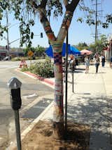 Yarn bombed trees are commonplace in Atwater Village.