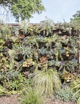 A variety of drought-tolerant plants cascade down a 10-foot-wide vertical garden wall near the entrance to the property.