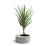 Obleeek goes oblong with their collection of polished-concrete planters, designed by Leo Estevez, which give your greens a solid, safe place to lay down their roots and grow. Though this one is extra large, there are smaller desktop varieties available as well as side tables and bird baths.