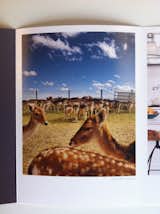 Photo of fallow deer in Red Rock, Arizona, included in Daniel Hennessy's photography promo.
