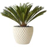 Designed by David Cressey for Architectural Pottery, the Pineapple Planter adds a touch of the tropics to a household plant, even in the least tropical climates. With an intricate textured honeycomb exterior, the planter gives a nod to a pineapple’s exterior, while still maintaining an artful, modern look. The AP-100 Pineapple Planter is perfect for housing a large fern or leafy plant.  Search “일산오피∋오피그램∈일산오피《AP030。닷컴》휴가∦일산룸클럽 일산오피 일산업소 일산안마 일산페티쉬 일산마사지” from Flower Pots and Planters for Indoor Gardening