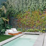 This rooftop courtyard of a Mexico City home is lined with a verdant mix of indigenous plants, including banana trees, palm trees, lion’s claw, Mexican breadfruit, and native vines.
