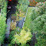 When a landscape architect in San Francisco discovered a stream running through his backyard he took full advantage, creating a marshland replete with vine maples, ferns, and the occasional red-tailed hawk.