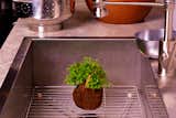 Kitchen and Drop In Sink This self-contained garden by Global Gardens doesn't require a planter. Just dip the soil ball in water and drain to keep the herbs and succulents growing.

  Photo 5 of 6 in 5 Simple Tips for Growing an Indoor Herb Garden from Editor's Picks: 10 Green Gifts for Gardeners and Plant Lovers