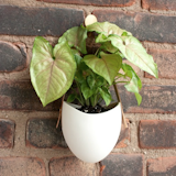 Great for introducing nature into tight quarters, designer Farrah Sit’s ceramic hanging planter consumes no floor space thanks to its leather strap and brass hook.