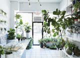“Our specialty is really big and really small,” says Eliza Blank, founder of The Sill, where popular offerings range from towering fiddle-leaf fig trees to tiny tabletop succulent sets.  Photo 2 of 6 in The Store That's Changing How City-Dwellers Buy Plants