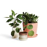 Jade (shown on the right) is a beautiful and popular household plant. Yet, it&nbsp; can cause vomiting, a decreased heart rate, and even depression if ingested by pets. If you purchase a jade plant for your home, be sure it is placed out of reach from any animal.