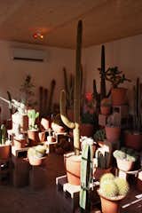 Morera was also attracted to cacti's resilience. "They thrive in the worlds harshest conditions, and not only do they thrive, they look completely bitchin' while they're at it!" he says. "I started collecting them…big time. I would say I had over 2,000 specimens in my personal collection at one time."