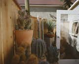 "A lot of nurseries sell cacti, but the difference in what we are doing is that we are not selling raw plant material delivered by a semi each morning," says the store's owner, Help LTD. "We hand pick every cactus that's in the shop from these crazy farms in the middle of nowhere near the border of Mexico and California. No one else is doing that—you aren't going to find these plants at a nursery."