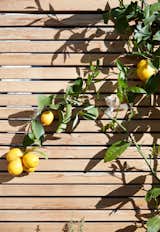 Viarengo used the espalier method—in which a plant’s branches are affixed to asurface to encourage them to grow flat—to save space. The lemon tree stretches across a fence of clear, or knot-free, red cedar.