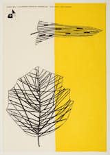 Lucienne Day’s Black Leaf tea towel for Thomas Somerset (1959) exemplifies her fascination with modern art and plant life. Image courtesy of The Robin &amp; Lucienne Day Foundation. Collection of Jill A. Wiltse and H. Kirk Brown III, Denver.&nbsp;