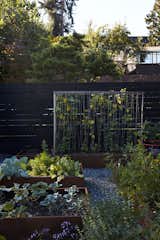 In the garden, vines of honeysuckle are intertwined on a steel-mesh trellis.