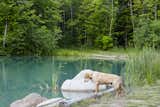 The 10-acre property offers ample terrain for the family and pets to explore. Otis examines the pond, which was deepened to 20 feet and stocked with trout.
