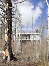 A brush fire in 2013 destroyed some 40 buildings in the Casper Mountain forest and charred much of the vegetation. "As the forest returns and the Aspens take over again, we’ll have a silvery box that lives under a canopy of green trees," says Logan.