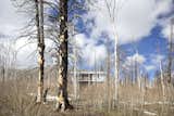 Outdoor, Trees, and Woodland "Because of the fire, the landscape is familiar but different,  Photos from An Architect’s Cabin Rises From the Ashes After a Devastating Forest Fire