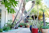 Outdoor, Trees, Concrete Patio, Porch, Deck, and Large Patio, Porch, Deck  Photo 3 of 11 in Phoenix Hotel by Dwell