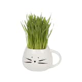 The Cat Ladies Organic Pet Grass Kit