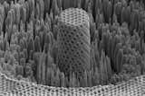 New “Metallic Wood” Is as Strong as Titanium But Much Lighter