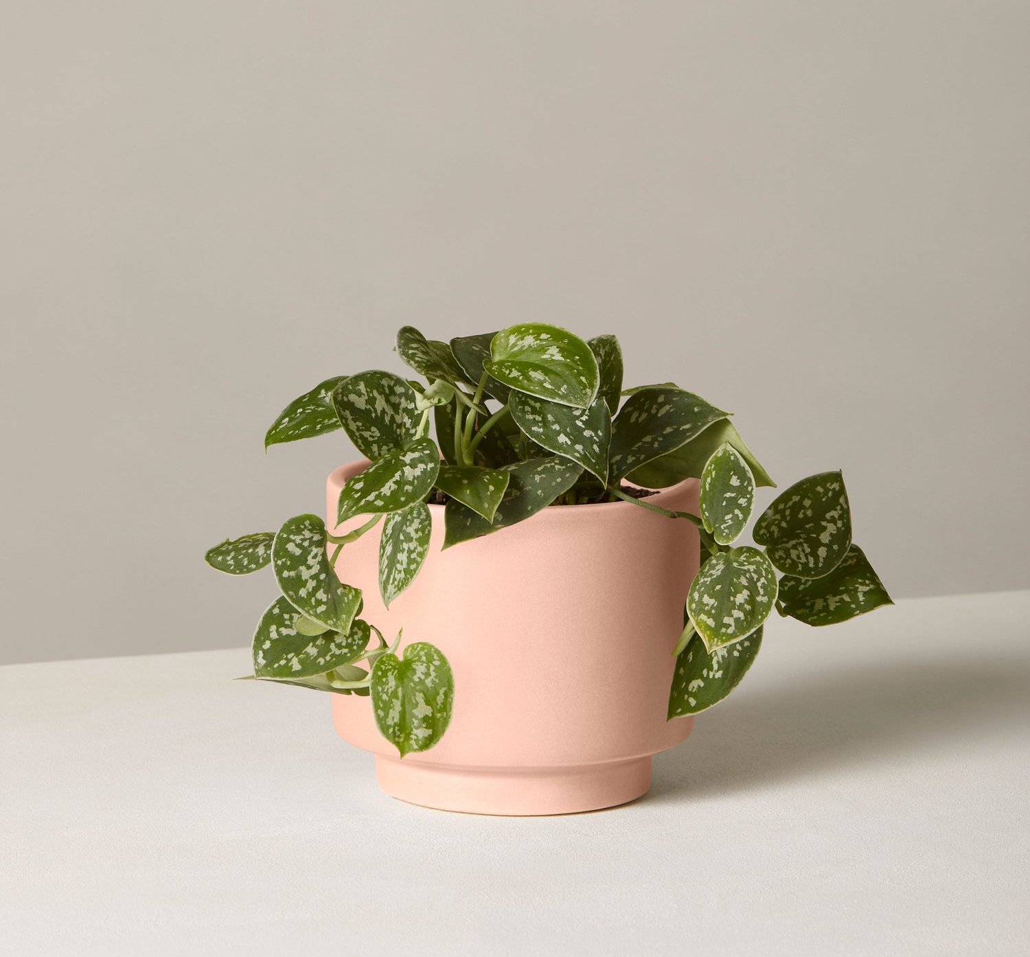 The Sill Philodendron Prospect Planter
