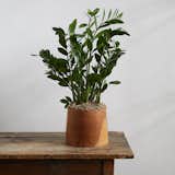  ZZ Plant, Teak Wood Pot from Favorites