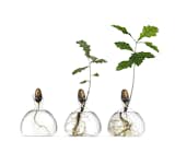 Watch a Future Oak Tree Sprout Roots With the Ilex Acorn Vase