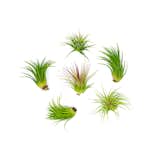 6 Low Light Air Plant Pack