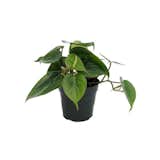 Hirt's Gardens Heart Leaf Philodendron