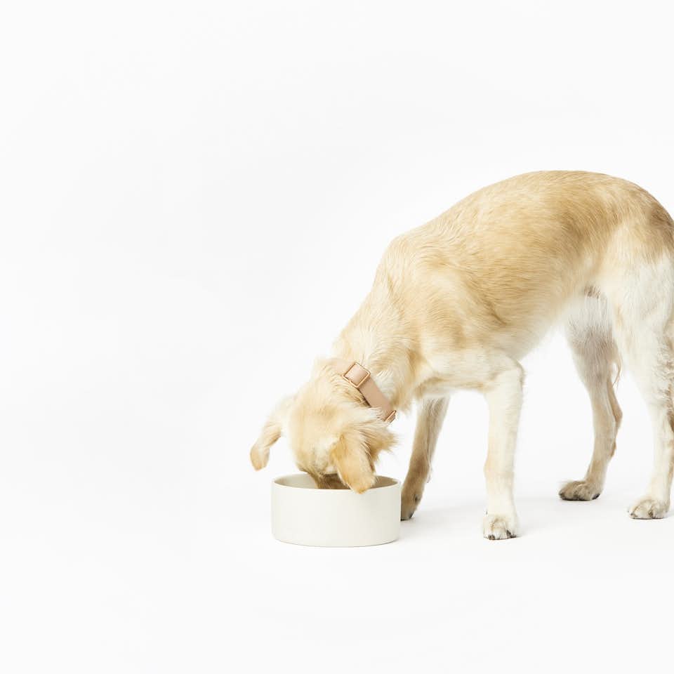 Discover the best shallowdogbowl.html products on Dwell Dwell