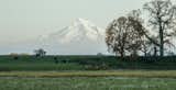 Mount Hood watches over the acres of farmland.&nbsp;