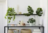 Don’t Have a Green Thumb? The Sill’s New Line of Hyper-Realistic Faux Plants Is Just for You